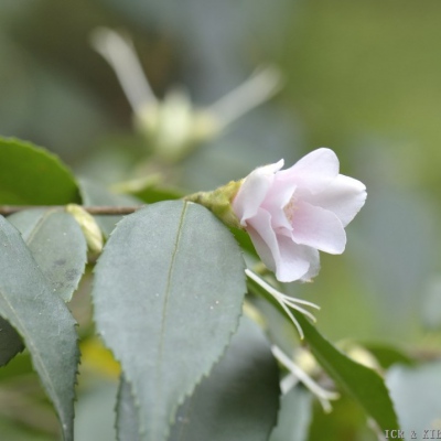 Rosaeflora Cascade